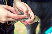 Measuring garden warbler wing length