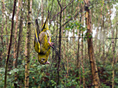 Greenfinch in net