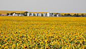Sunflower field, South Dakota, USA