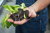 Indoor farm, Denver, USA