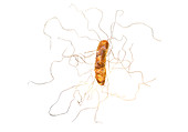 Clostridium difficile, illustration