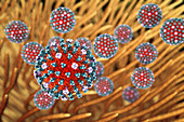 Flu viruses infecting airways, illustration
