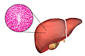 Healthy liver, illustration and micrograph