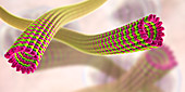 Microtubules, illustration