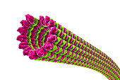 Microtubules, illustration