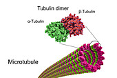 Structure of a microtubule, illustration