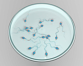 In vitro fertilization concept, illustration