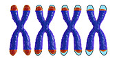 Telomere shortening, conceptual illustration