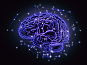 Human brain networks, illustration