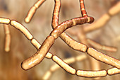 Bacillus subtilis bacteria, illustration