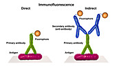 Indirect immunofluorescence test, illustration