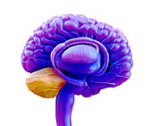 Brain cerebellum, illustration