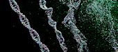 DNA strands breaking, illustration