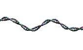 DNA strand against a white background, illustration