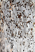 Insect holes in a tree trunk