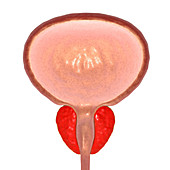 Male bladder and prostate gland, illustration