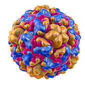Rhinovirus, illustration