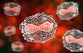 Smallpox virus, illustration