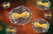 Smallpox virus, illustration