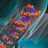 DNA molecule, illustration