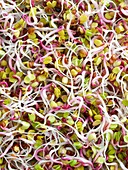 Sprouting rose radish