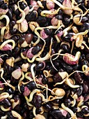 Sprouting black beans