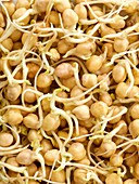 Sprouting chickpeas