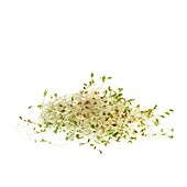 Sprouting alfalfa