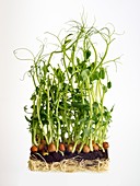 Sprouting pea plant