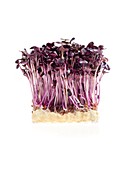 Sprouting purple cress