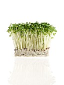 Sprouting cress