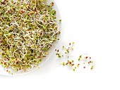 Sprouting mustard seeds in a dish