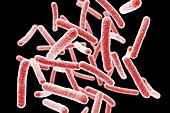 Mycobacterium chimaera bacteria, illustration