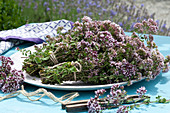 Frisch geschnittener Oregano gebündelt zum Trocknen