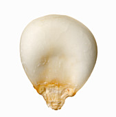 Maiz mote (white corn)
