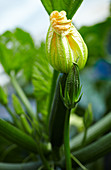 Zucchinipflanze mit Blüten