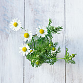 Chamomile with flowers