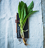 Fresh wild garlic leaves with roots on a slate surface