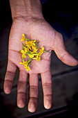 A man holding small marigold flowers (top view)