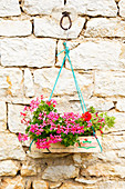 Pink geraniums in fruit crate hung in front of stone wall