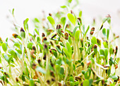 Lucerna sprouts, close up