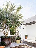 Olive tree on the roof terrace in Moroccan style