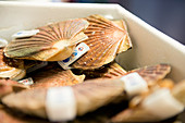 Fresh scallops in a crate