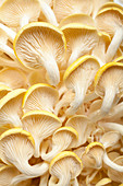 Lemon mushrooms (from below)