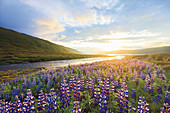 Blühende Alaska-Lupinien bei Heydalur, Nördliche Westfjorde, Island, Europa