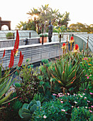 Roof terrace planted with red hot pokers