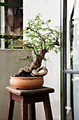Bonsai in terracottafarbenem Topf auf einem Holzhocker