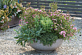 Bowl With Pink Lilly Rose 'wonder 5' And Herbs