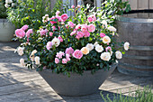 Gray Bowl With Patio Roses