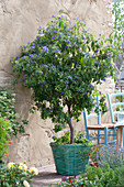 Solanum rantonnetii ( Enzianstrauch, Enzianbaum ) im Korb